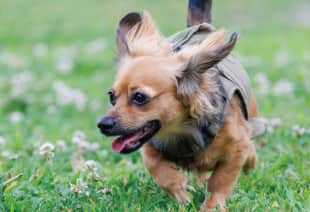 草むらを駆け回る犬